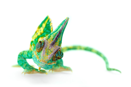 funny close view of a beautiful  green colorful  chamaeleo calyptratus looking you. Species also called veiled, cone-head or yemen chameleon.