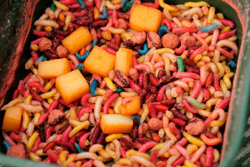 Maggots for Fishing Bait