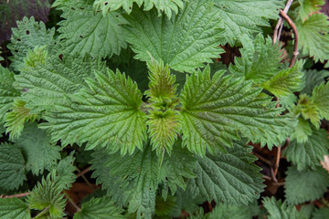 Nettle Leaves in Winter