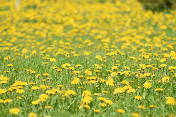 field of yellow flowers