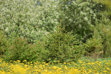 field of yellow flowers