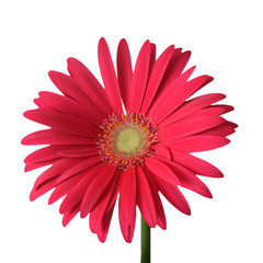 Gerbera daisy isolated on white background