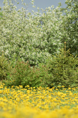 field of yellow flowers