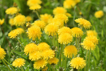Garden of Eden with flowers - closeup.