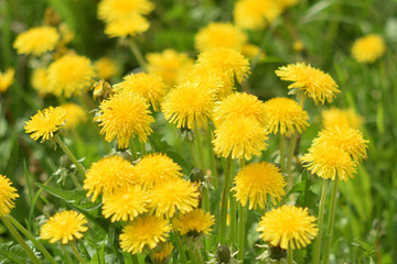 Garden of Eden with flowers - closeup.
