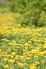 Garden of Eden with flowers - closeup.