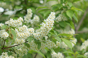 Garden of Eden with flowers - closeup.