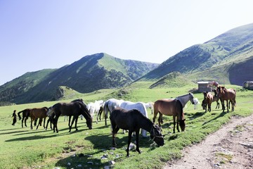 Fototapeta na wymiar Horse walking in field.artvin/savsat/turkey