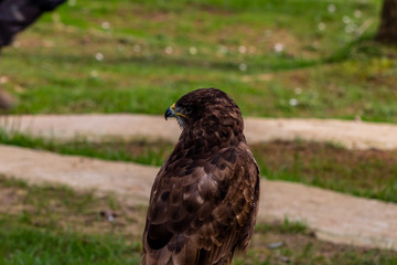 an eagle looking calmly to the side, with a green background behind