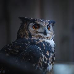 portrait of an owl