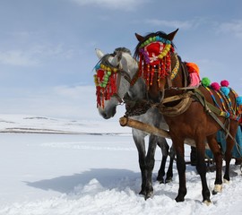 On the frozen lake, fish hunters and horseback people - Cildir Lake, Kars-Ardahan