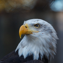 portrait of an eagle