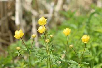 Garden of Eden with flowers - closeup.