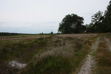 Fototapeta premium lüneburger heide