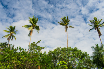 Fototapeta premium Coconut trees in the countryside of Itamaraca Island (Brazilian Northeast)