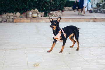 a small dog playing with a stone.