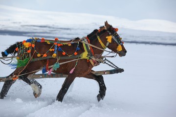 Horses of phaeton running at full gallop on the frozen Cildir Lake (Cildir Golu) in Ardahan nearby Kars, Turkey 