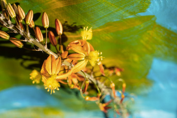 Bulbine frutescens flowers on blue and green background