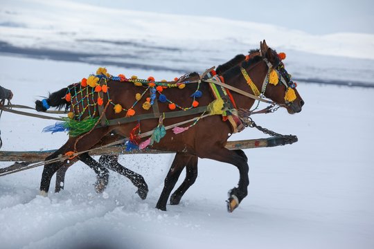 Horses of phaeton running at full gallop on the frozen Cildir Lake (Cildir Golu) in Ardahan nearby Kars, Turkey 