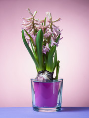 Hyacinth floating in the air with roots.
