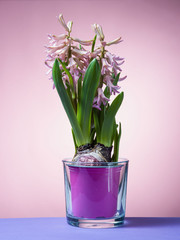 Hyacinth floating in the air with roots.