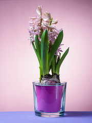 Hyacinth floating in the air with roots.