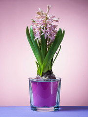 Hyacinth floating in the air with roots.