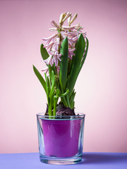 Hyacinth floating in the air with roots.
