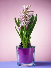 Hyacinth floating in the air with roots.