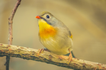 Close-up of a Red-billed leiothrix (Leiothrix lutea) bird