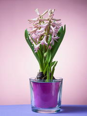 Hyacinth floating in the air with roots.