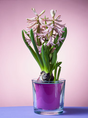 Hyacinth floating in the air with roots.