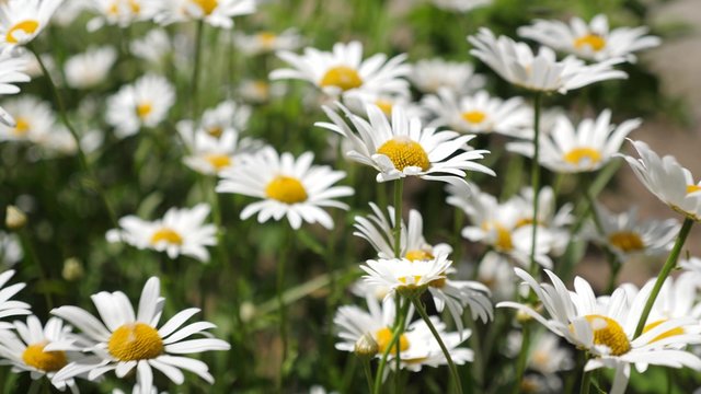 Beautiful daisies bloom in summer on field. Phytotherapy. environmentally friendly medicinal herbs. Flower business concept. close-up. white daisy flowers shakes wind in summer field.