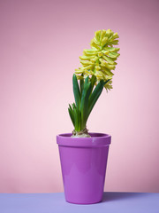 Hyacinth floating in the air with roots.