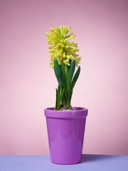 Hyacinth floating in the air with roots.