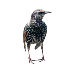The common starling (Sturnus vulgaris), isolated on white background