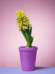 Hyacinth floating in the air with roots.
