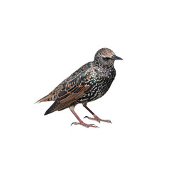 The common starling (Sturnus vulgaris), isolated on white background