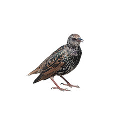 The common starling (Sturnus vulgaris), isolated on white background