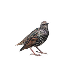 Fototapeta na wymiar The common starling (Sturnus vulgaris), isolated on white background