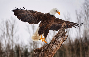 Bald Headed Eagle landing top of tree