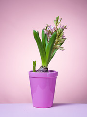 Hyacinth floating in the air with roots.
