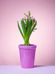 Hyacinth floating in the air with roots.