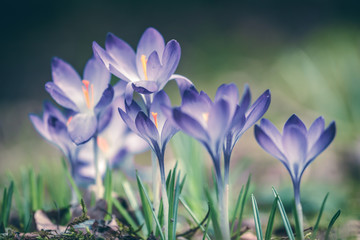 Purple Crocus flowers. Fresh spring background concept
