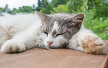 sleeping cat on a wooden floor