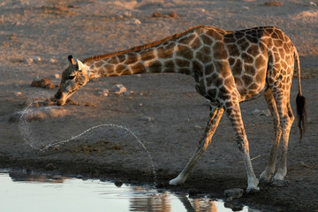 Giraffe drinking at water hole © 2630ben