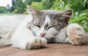 cat sleeps on a wooden floor