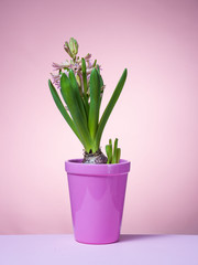 Hyacinth floating in the air with roots.