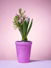 Hyacinth floating in the air with roots.