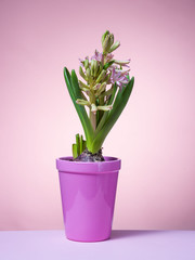 Hyacinth floating in the air with roots.